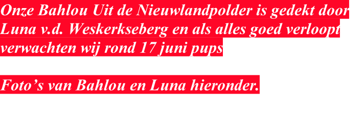 Onze Bahlou Uit de Nieuwlandpolder is gedekt door Luna v.d. Weskerkseberg en als alles goed verloopt verwachten wij rond 17 juni pups   Foto’s van Bahlou en Luna hieronder.